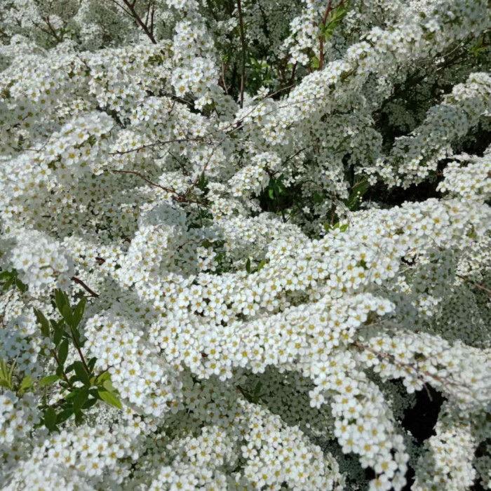 Спирея серая Grefsheim