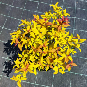 Спирея японская Goldflame Спирея японская Goldflame