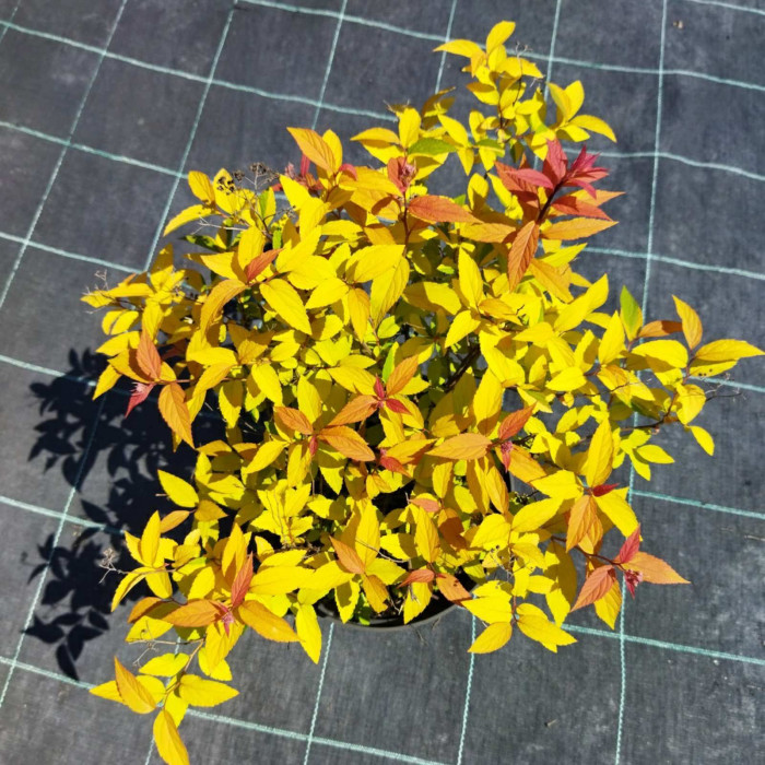 Спирея японская Goldflame