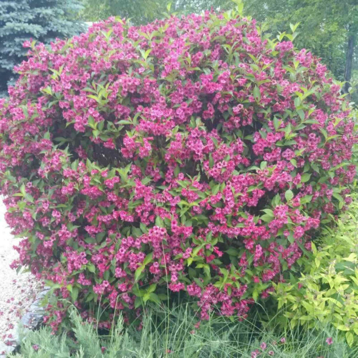 Вейгела гібридна 