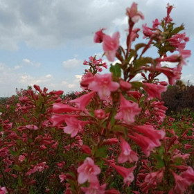 Вейгела гібридна Вейгела гібридна