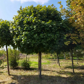 Клен гостролистий (звичайний) Globosum