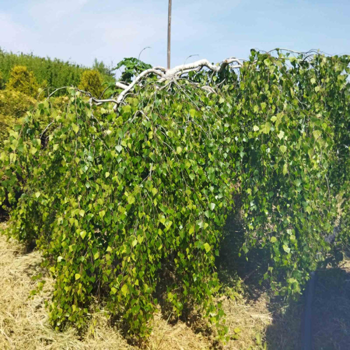 Береза  повисла Youngii