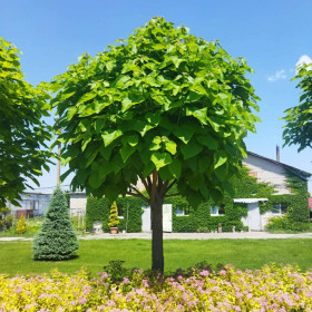 Катальпа бігнонієподібна