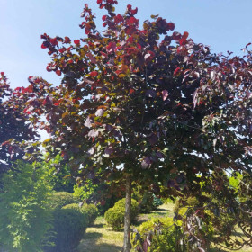 Ліщина велика Purpurea