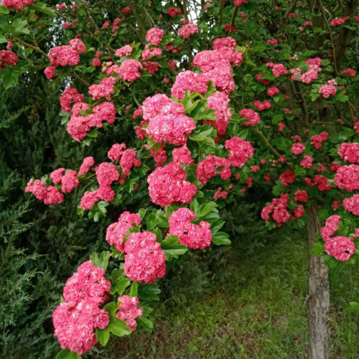 Глід звичайний (згладжений) Pauls Scarlet