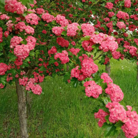 Глід звичайний (згладжений) Pauls Scarlet