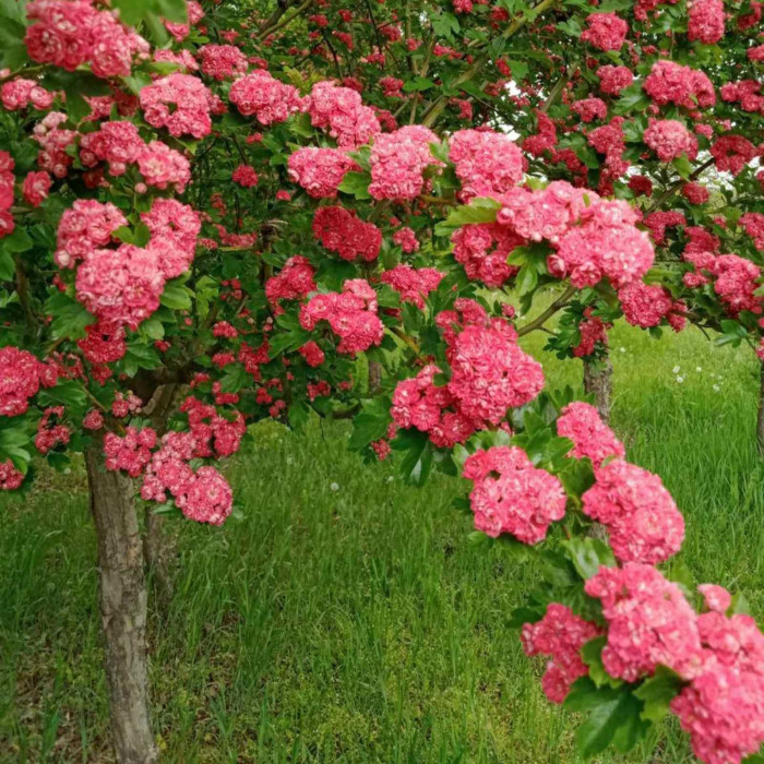 Глід звичайний (згладжений) Pauls Scarlet