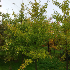 Гинко двулопастный Гинко двулопастный