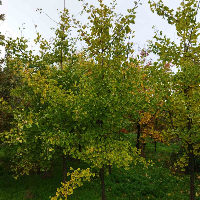 Гинко двулопастный