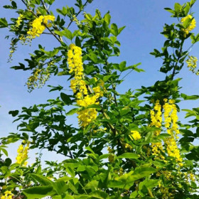 Бобовник Ватерера Vossii