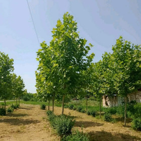 Платан кленолистий