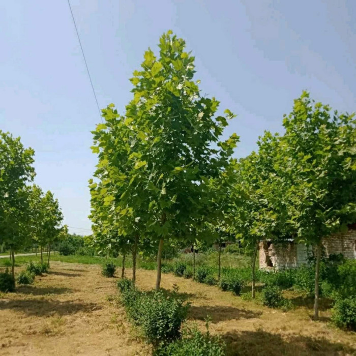 Платан кленолистий