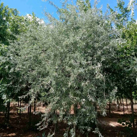 Груша иволистная Pendula