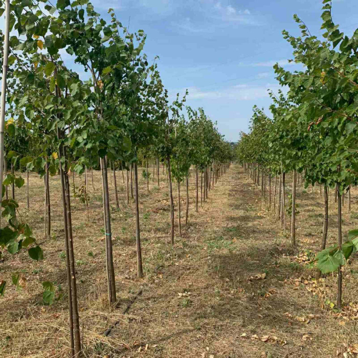 Липа дрібнолиста