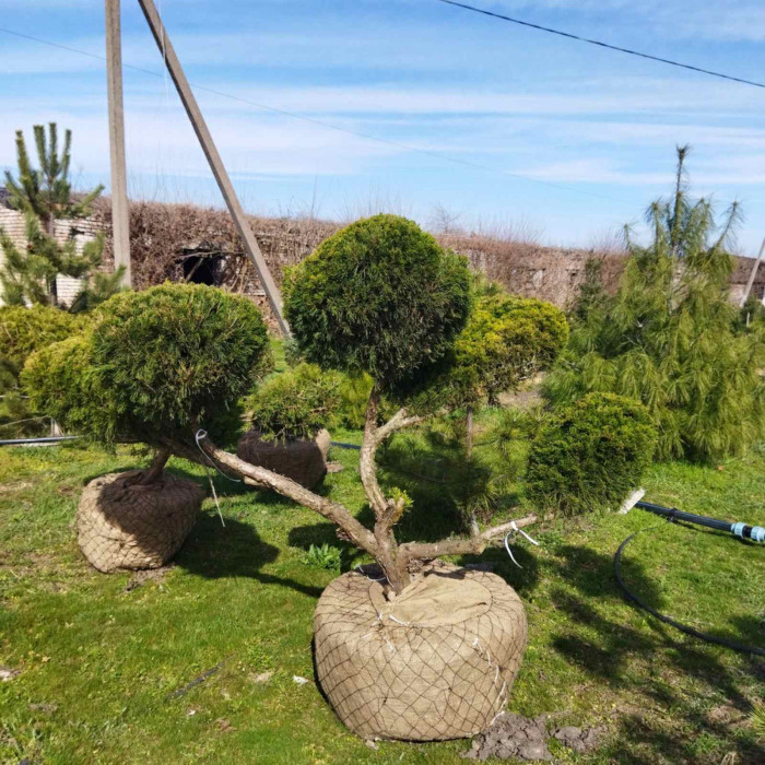 Ялівець середній Mint Julep