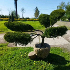 Ялівець середній Mint Julep