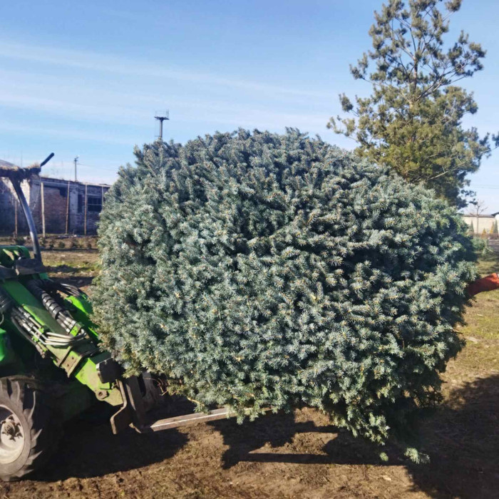 Ялина колюча Glauca Globosa