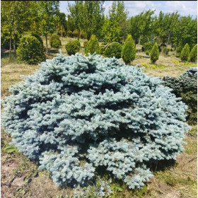 Ялина колюча Glauca Globosa Ялина колюча Glauca Globosa