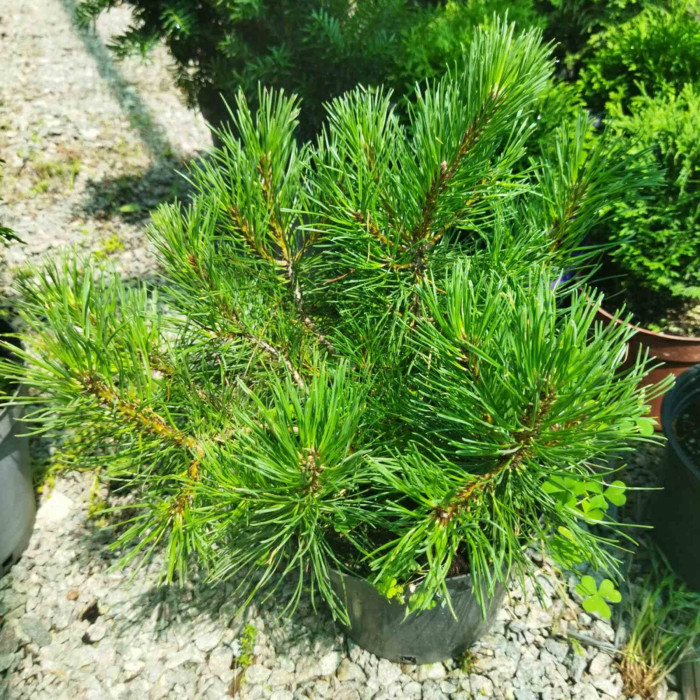 Сосна  горная