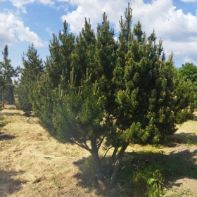 Сосна гірська Сосна гірська