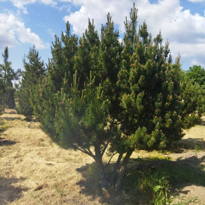 Сосна  горная