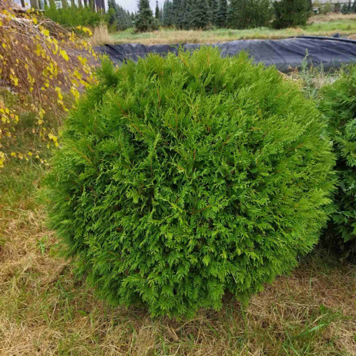Туя Західна Globosa