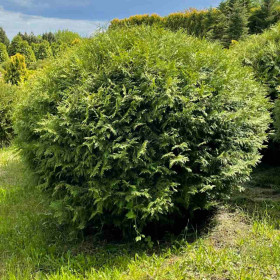 Туя Західна Globosa Туя Західна Globosa