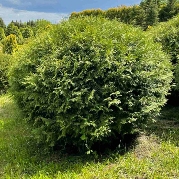 Туя Західна Globosa