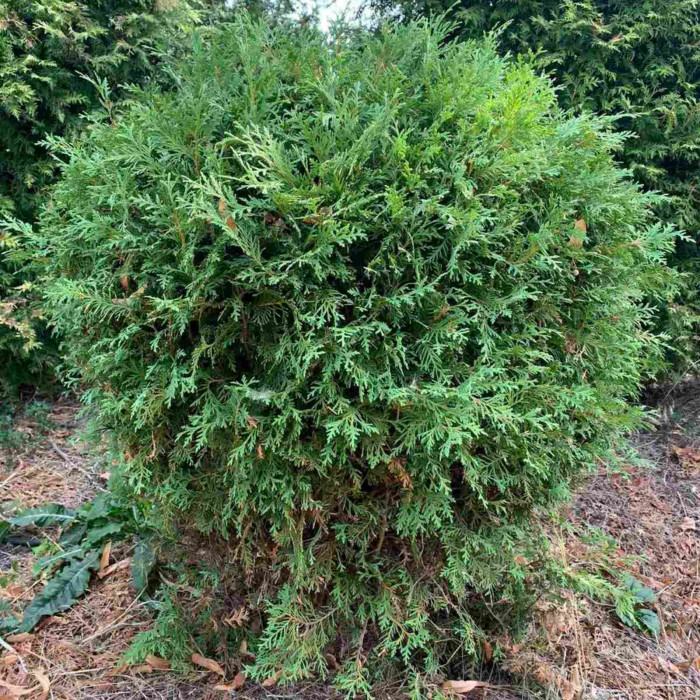 Туя Західна Globosa