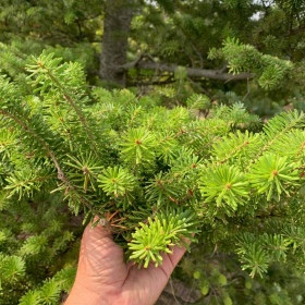 Ялиця корейська Ялиця корейська