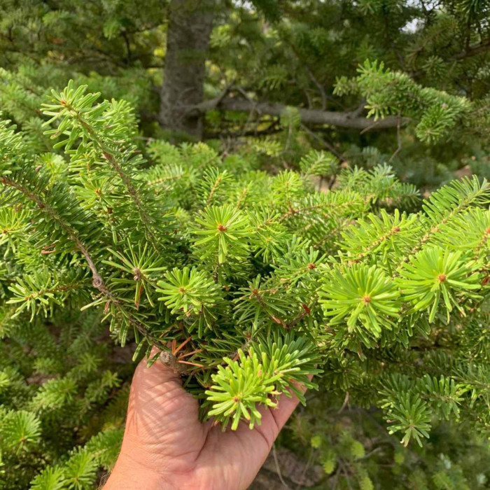 Ялиця корейська