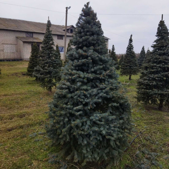 Ялина колюча f. Glauca