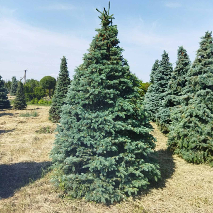 Ялина колюча f. Glauca