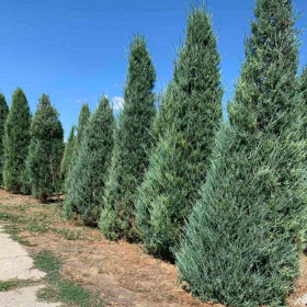 Ялівець скельний Skyrocket