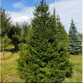 Ялина звичайна Ялина звичайна