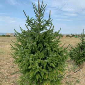 Ялина сербська Ялина сербська