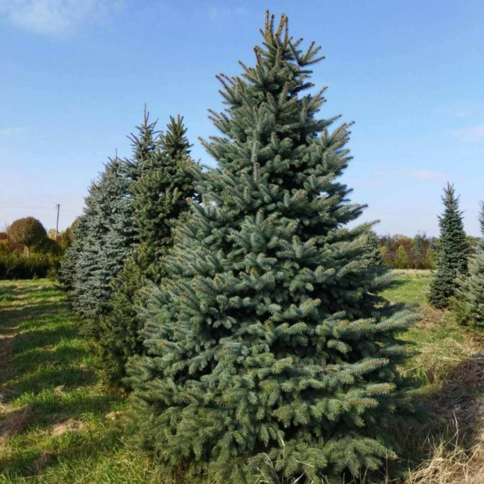 Ель колючая