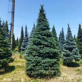 Ялина колюча