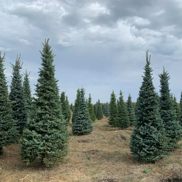 Ялина колюча f. Glauca