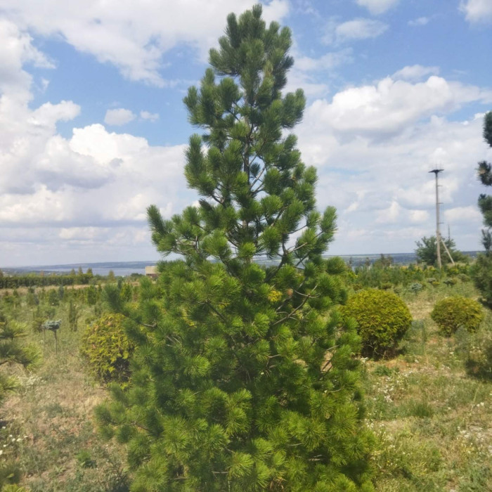 Сосна кедрова Glauca