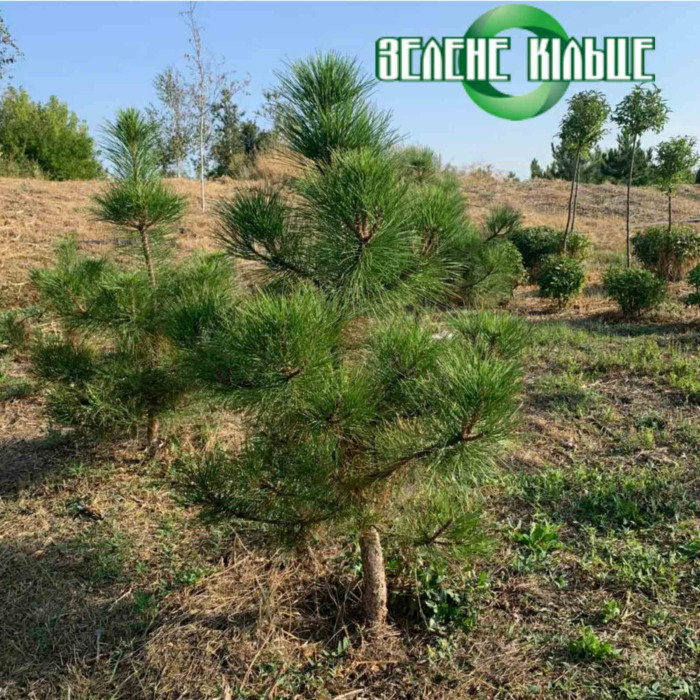 Сосна Кримська