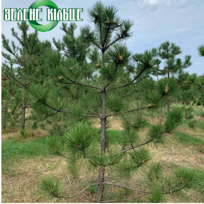 Сосна Кримська