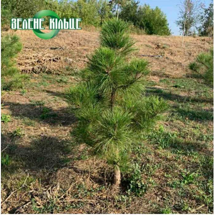 Сосна Кримська