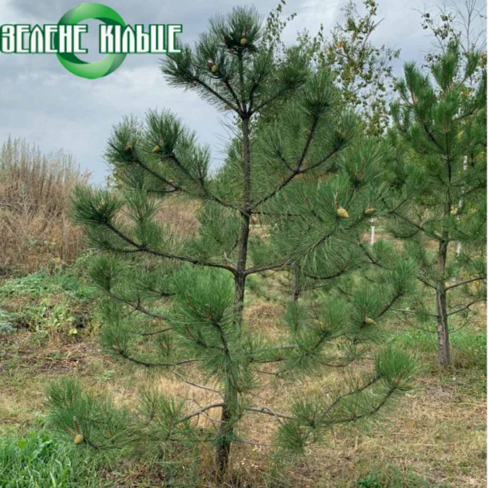 Сосна Кримська