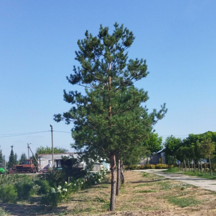 Сосна звичайна