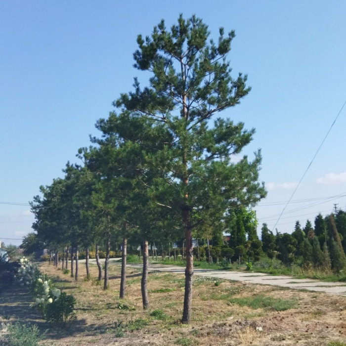 Сосна звичайна