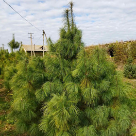 Сосна гімалайська Сосна гімалайська
