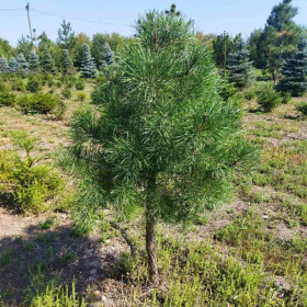 Сосна звичайна Сосна звичайна