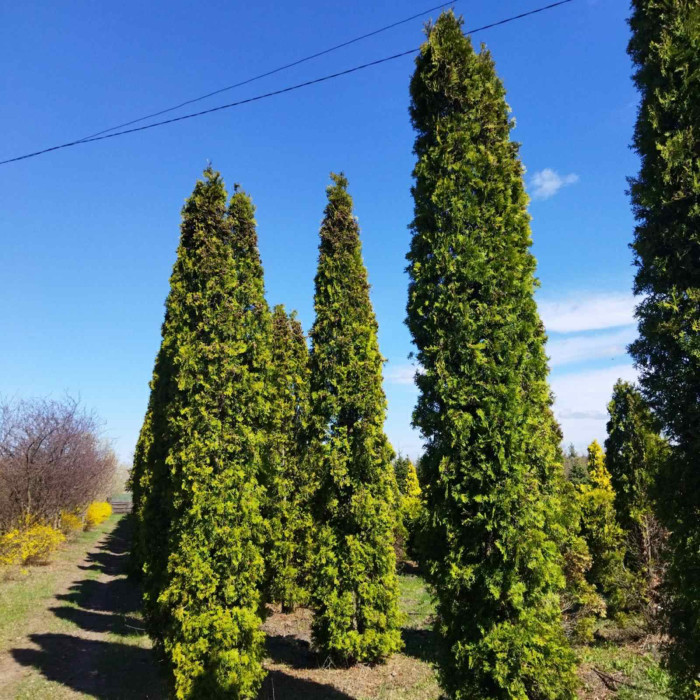 Туя западная f. Колоновидная